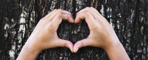 Zwei Hände formen ein Herz vor der Rinde eines Baums