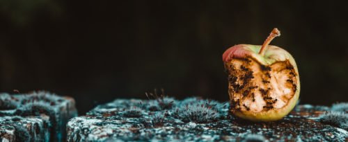 Ein fauler Apfel mit Ameisen
